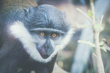 Singe cercopithèque