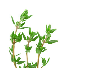 thyme