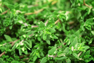 thyme