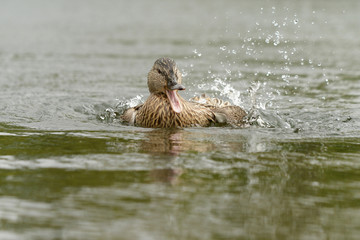 Mallard, Anas platyrhynchos