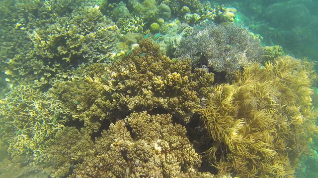 coral reef isnorkling n Philippines