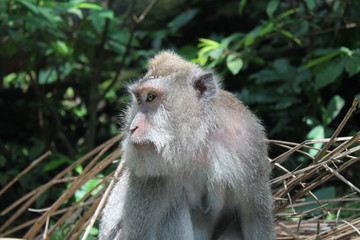 Obraz premium Monkey in the forest