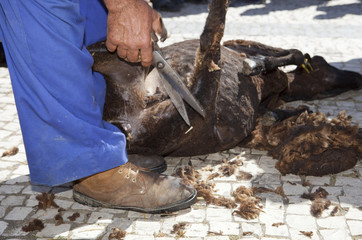 Mature farmer shearing sheep for wool outdoors