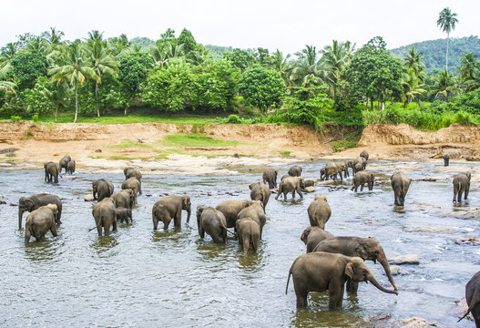 Elepants Bathing in River