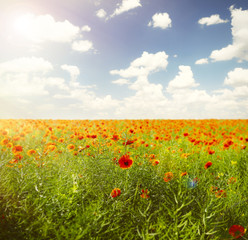 Poppies field against blue sky