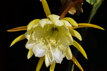 Frühlingsblume