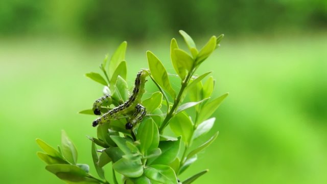 Buchsbaumz&uuml;nsler  (Cydalima  perspectalis)