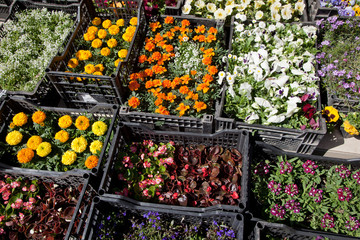 Different flower plants in the gaden center.