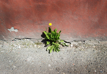 concrete wall flower yellow dandelion resistant life