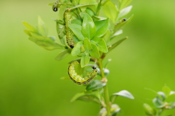 Buchsbaumzünsler  (Cydalima  perspectalis)