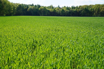 młode zboże © Dzikie Wino