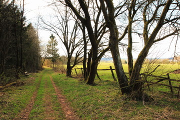 Weg am Feld mit Baumreihe