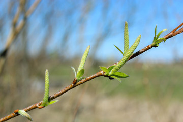 Young sprouts of a willow in the spring