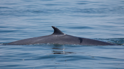 Fototapeta premium The Bryde's Whale.