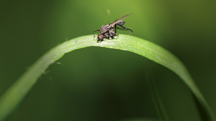 Dead fly on leaf