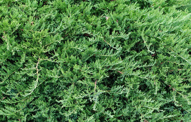 texture juniper branches. Juniperus