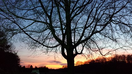 Tree sunset