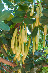 Unripe seed pods of a carob tree