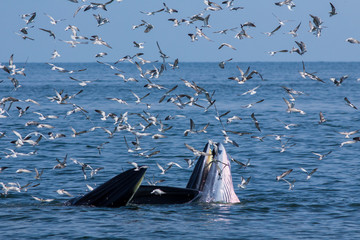 Fototapeta premium The Bryde's Whale.