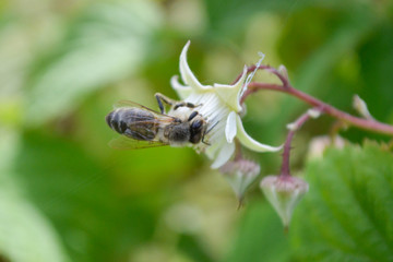 Honeybee
