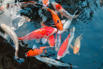 Koi Fish Pond
