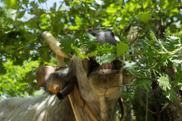 Obraz premium mucca mangia erbivoro