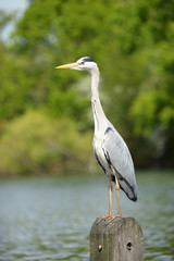 Grey Heron, Ardea cinerea