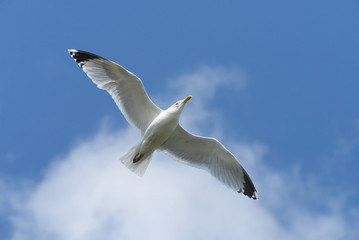 European Herring Gull, Larus argentatus