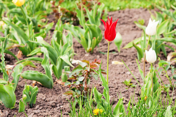 red tulip