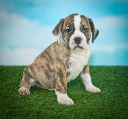 Bulldog Puppy