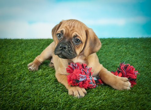 Beagle Bull Puppy