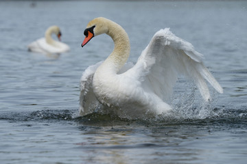 Mute Swan, Cygnus olor