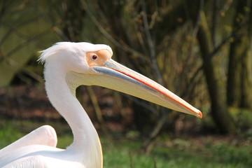The Impressive Head of an Eastern White Pelican Bird.