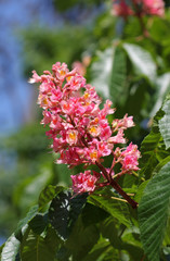 Chestnut flower in park in sunny day