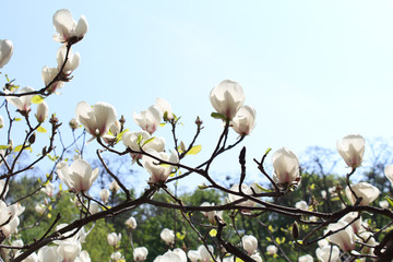 White flowers of Magnolia on the black branches
