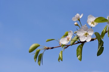 One isolated blossoming pear tree branch, blue sky background.