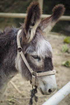 Burro