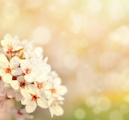 Fototapeta premium Beautiful spring cherry tree with flowers and bokeh