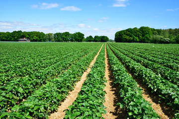 Fototapeta premium strawberry field