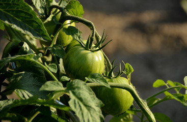 grüne Paradeiser