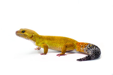 Male leopard gecko on white background