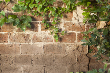 brick wall texture covered with green ivy creeper