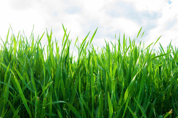 Green sprouts of wheat in the field