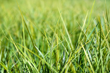 Grass/Grass