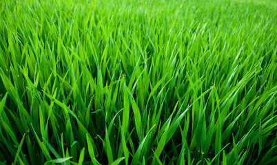 Fototapeta na wymiar Green sprouts of wheat in the field