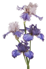 iris