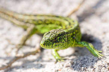 Lizard/Lizard in the wild, Ukraine