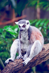 Ring-tailed lemur 