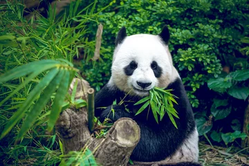 Fotobehang Grote panda © Goinyk