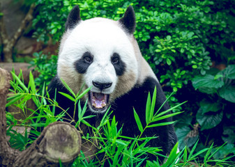 Obraz premium Giant panda